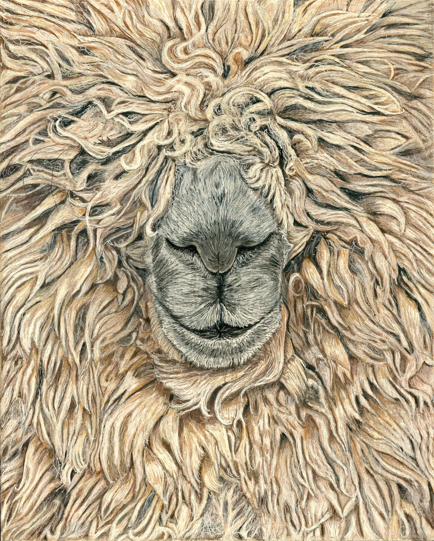 Coloured pencil drawing of a gentle alpaca full of hair symbolizing warmth, tranquility, and abundance by Mickey Arts