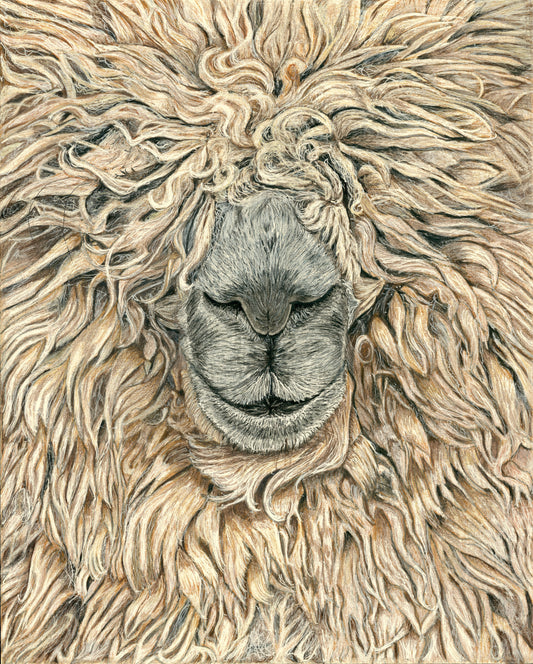 Coloured pencil drawing of a gentle alpaca full of hair symbolizing warmth, tranquility, and abundance by Mickey Arts