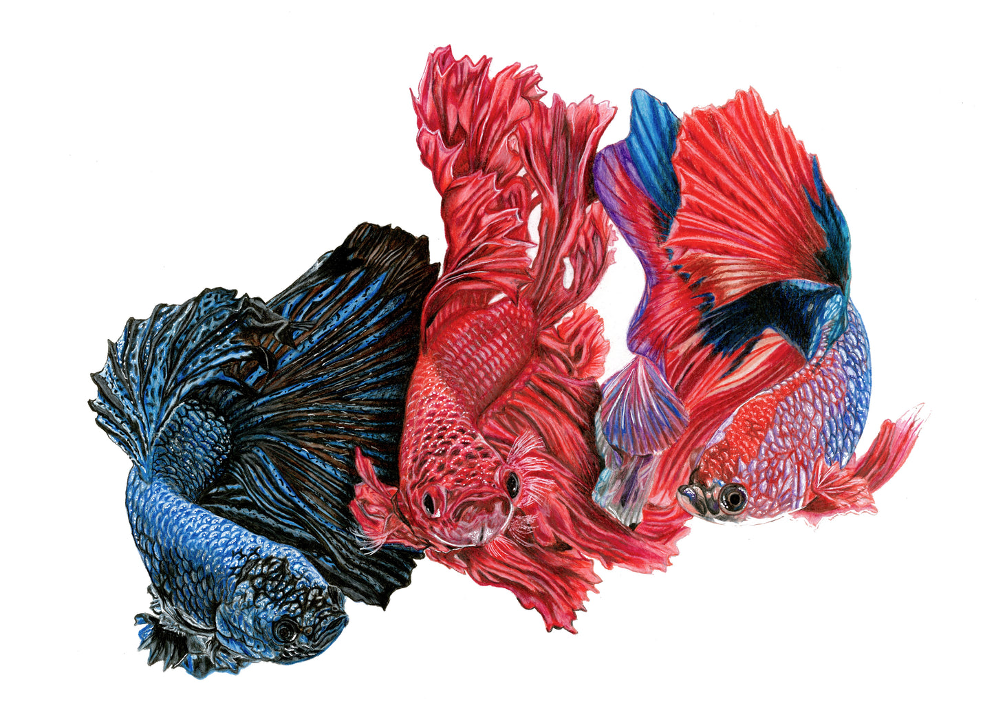 Betta Fish